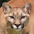 cougar icon